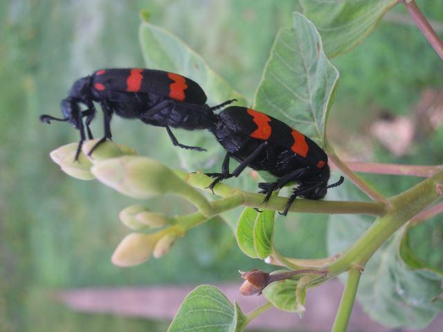 Mating longhorn beetles